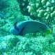 17- Poisson-ange empereur 